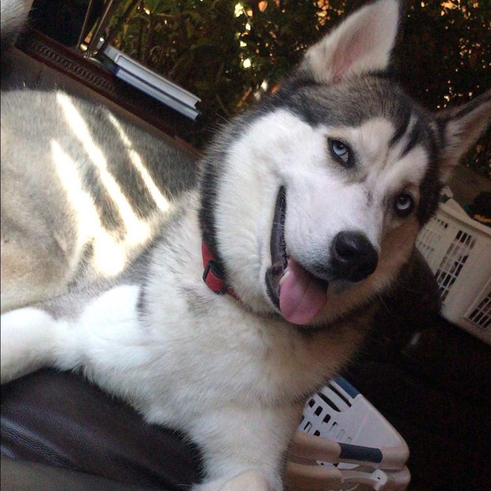 Meet your Posher, Kiarra